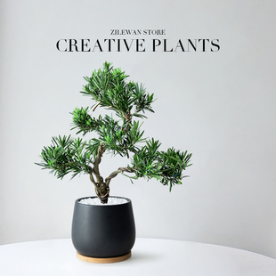 造型罗汉松盆栽花卉塔松盆景办公室绿植桌面客厅室内植物乔迁开业