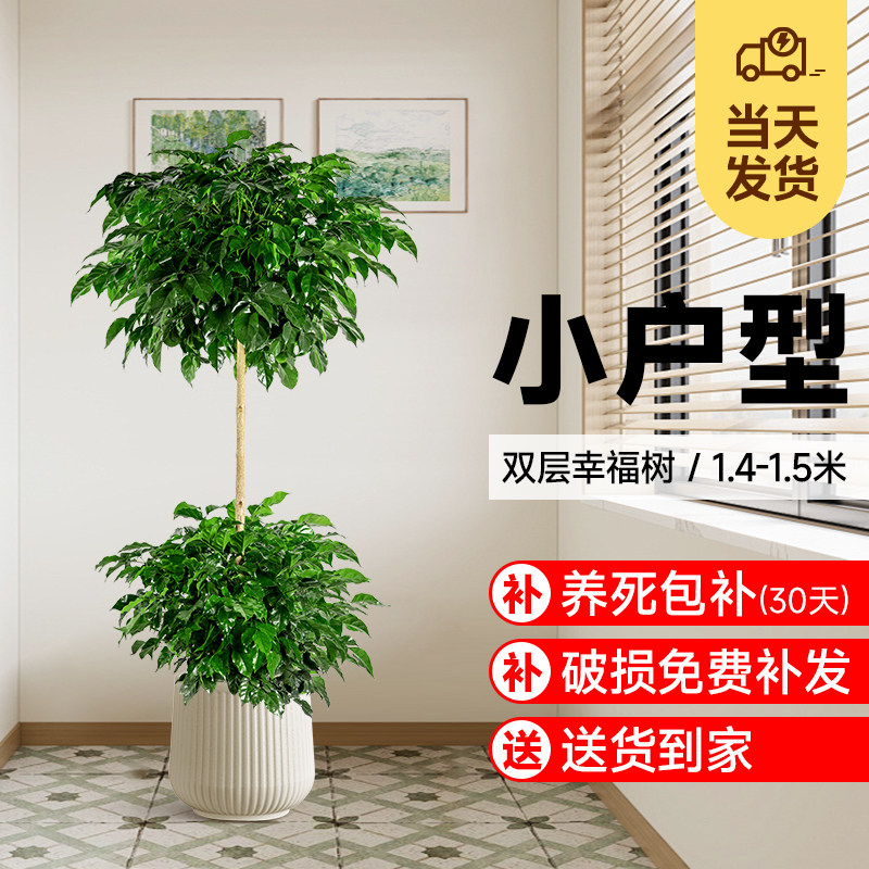 双层幸福树客厅盆栽大颗净化空气平安树大型绿植室内落地大号盆景,鲜花速递/花卉仿真/绿植园艺,大型绿植/成品组合盆栽,淘宝优惠券,粉丝福利购,淘宝优惠卷