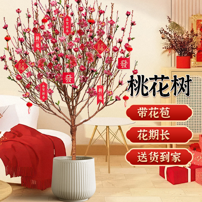 新年桃花树盆栽年宵花冬季耐寒绿植真鲜花客厅阳台花卉大型植物,鲜花速递/花卉仿真/绿植园艺,大型绿植/成品组合盆栽,淘宝优惠券,粉丝福利购,淘宝优惠卷