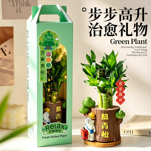 富贵竹盆栽工位摆件情绪植物礼物