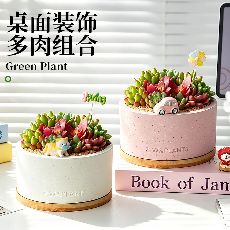 多肉植物组合盆栽室内好养花卉桌面绿植办公室盆景生日教师节礼物
