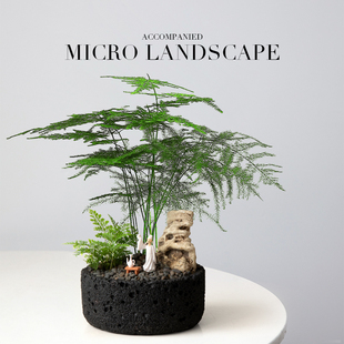 文竹盆栽罗汉松绿植室内植物桌面微景观办公室发财树客厅花卉盆景