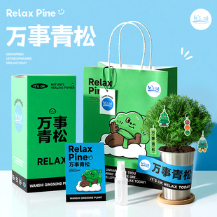 放青松雾凇小盆栽办公室桌面绿植工位解压放轻松摆件雾松植物送礼