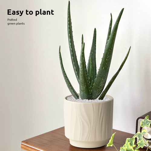 库拉索芦荟盆栽室内桌面多肉绿植