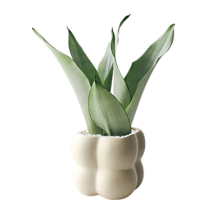 白玉虎皮兰绿植室内盆栽虎尾兰阳台植物办公室盆景懒人新手好养活