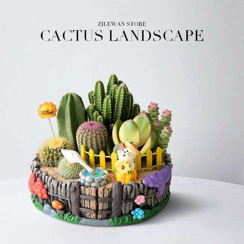 办公室桌面多肉植物仙人掌仙人球