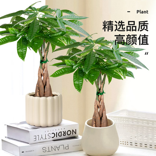 辫子发财树北欧ins风植物室内客厅盆栽办公室绿植净化空气吸甲醛