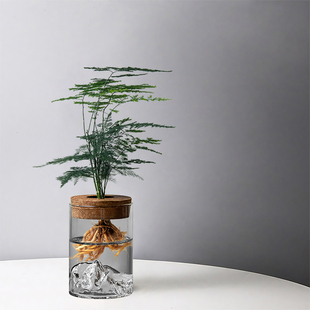 文竹水培植物盆栽办公室桌面绿植玻璃瓶摆件室内绿萝花卉懒人好养