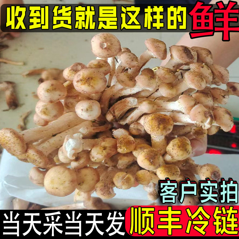 野生榛蘑现摘现卖顺丰空运