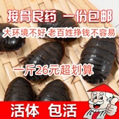 土元 土鳖子地鳖虫500g 中药材土元 虫活土鳖虫活 土鳖虫中药材土元