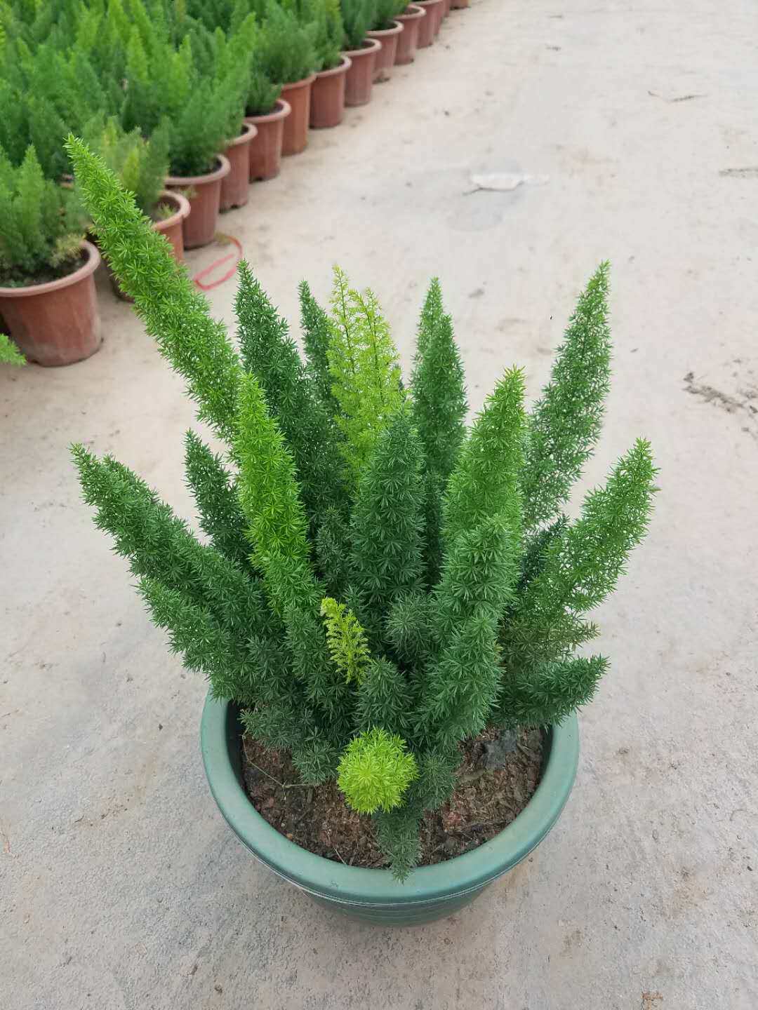 狐尾天冬九尾狐盆栽绿植狐尾武竹观叶庭院植物时尚盆栽带盆土包邮