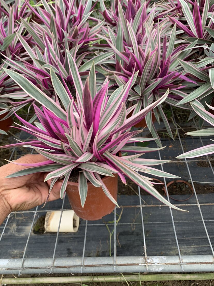 紫露兰锦叶蚌兰网红植物盆栽地被彩色绿植阳台庭院花卉带盆土包邮