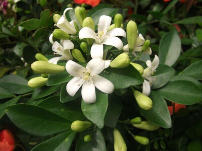 九里香盆栽开花卉名花树苗浓香花卉驱蚊植物盆景四季开花香植物苗