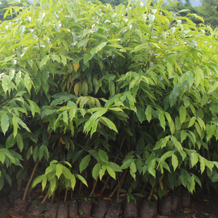 正宗沉香树苗海南黄花梨金丝楠木菩提小叶紫檀名贵树苗种子苗包邮