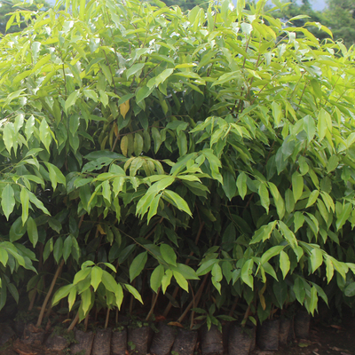 沉香树苗黄花梨金丝楠木名贵