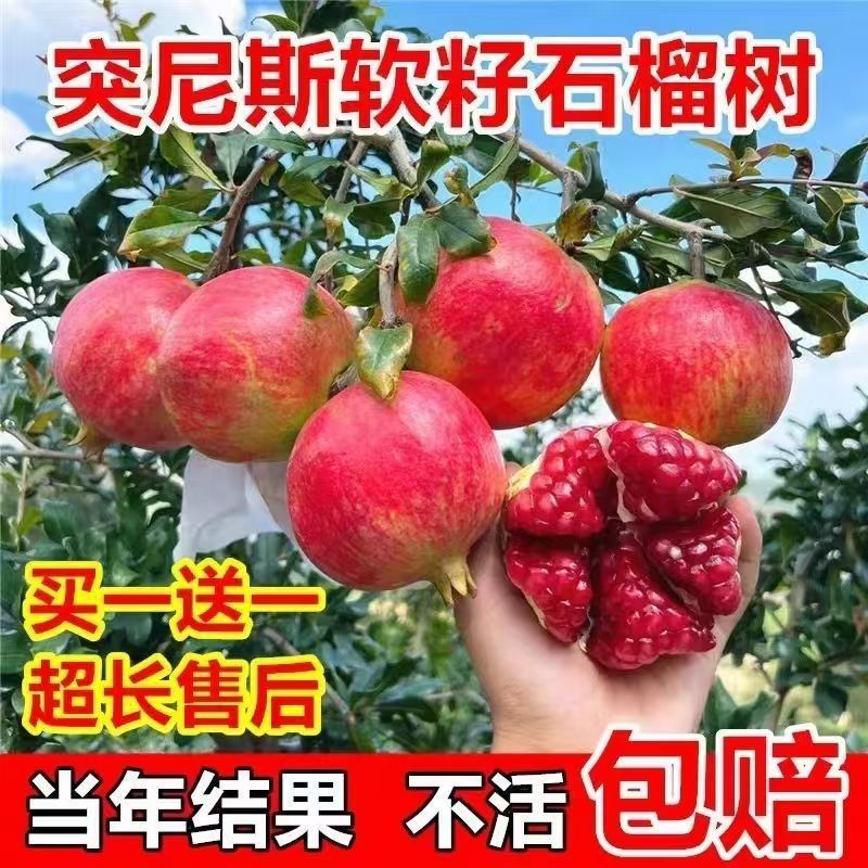 石榴树苗盆栽庭院地栽