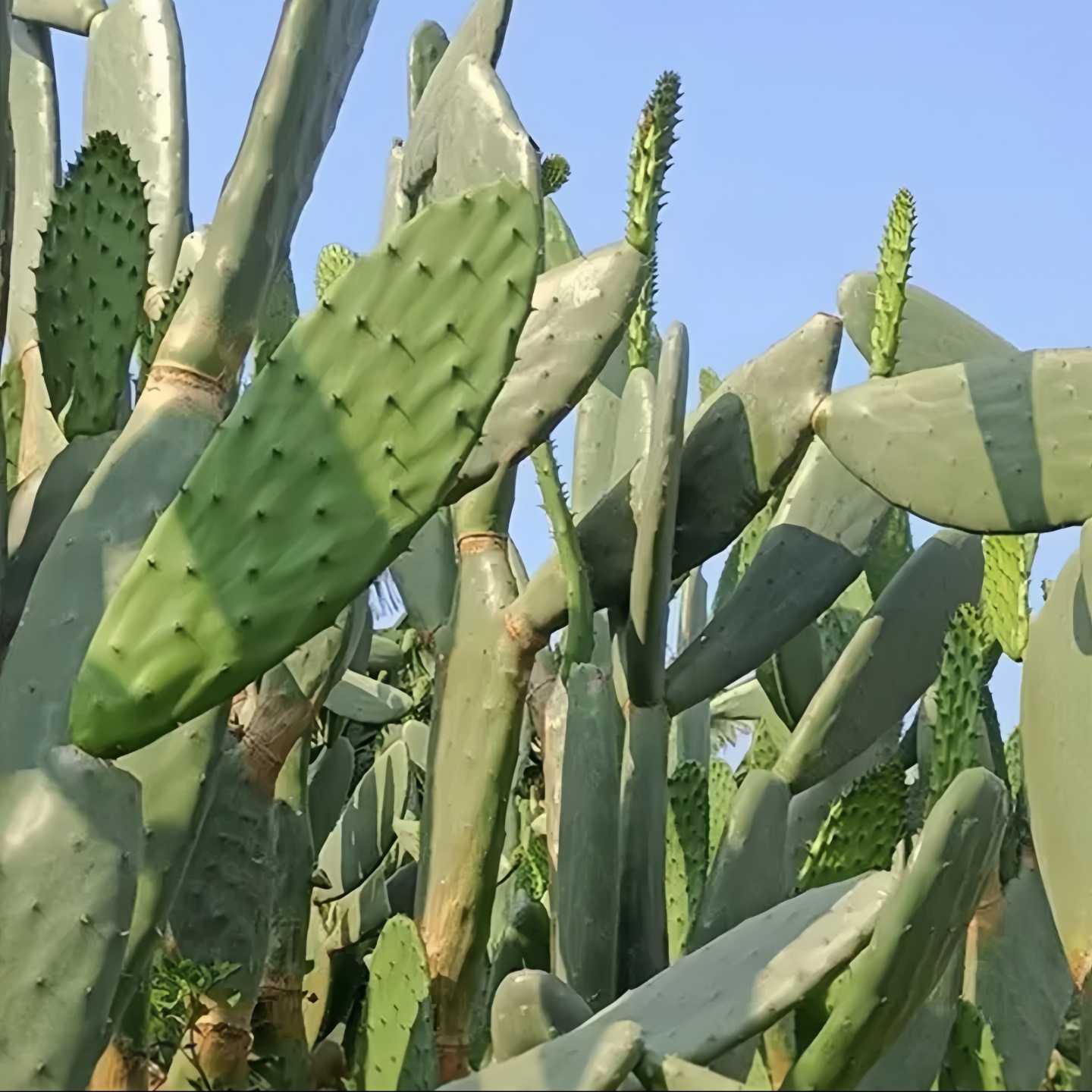 可食用新云南鲜仙人掌干药材医用外敷美容院掌盆栽老仙人掌可嫁接