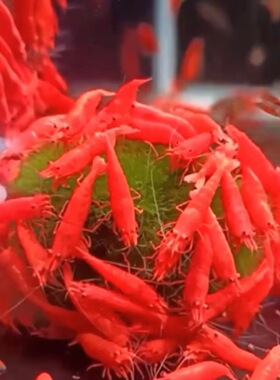 包邮樱花黑壳各色套餐多颜色观赏虾极火红黄蓝橙白琉璃活虾