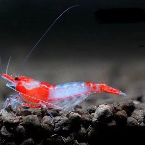 精品琉璃虾 红琉璃 橙琉璃 极火集火烤漆金背观赏活虾淡水草鱼缸