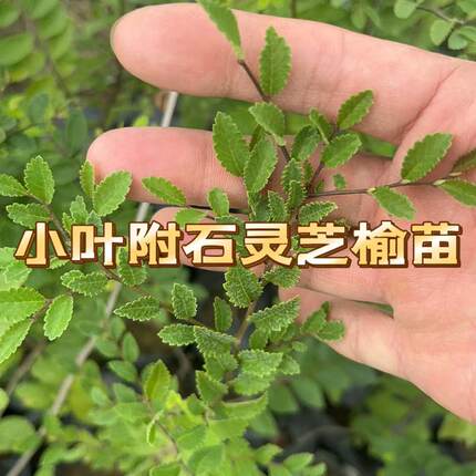 高端正宗绿皮灵芝榆树苗附石小叶榆树苗榔榆杯苗盆景小苗植物青皮