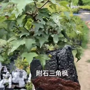 附石三角枫盆景树苗室内绿植新手易养带盆专用唐枫红芽小叶五角枫