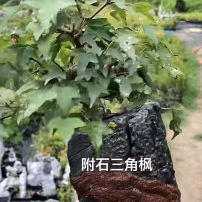 附石三角枫盆景树苗室内绿植新手易养带盆专用唐枫红芽小叶五角枫