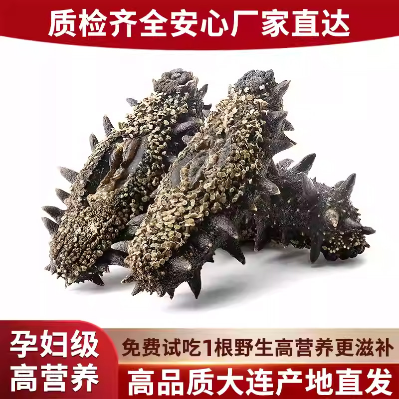 大连野生海参送礼国标海参