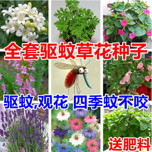 艾草种子价格 艾草种子图片 星期三