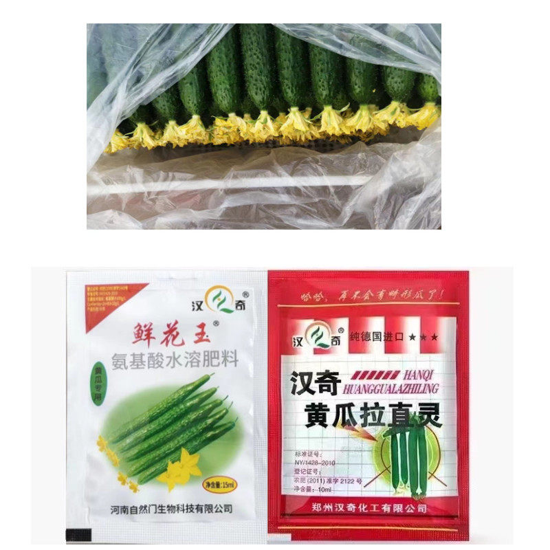 郑州汉奇黄瓜鲜花王拉直灵蘸花药沾花药顶花带刺保鲜花膨果快油绿