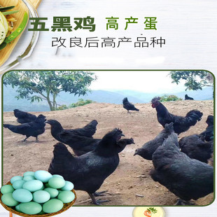 五黑绿壳青皮鸡蛋乌鸡蓝皮五黑蛋高产蛋鸡纯种五黑鸡蛋绿壳