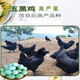 五黑绿壳青皮鸡蛋乌鸡蓝皮五黑蛋高产蛋鸡纯种五黑鸡蛋绿壳