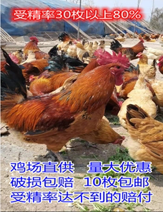 红玉红瑶土鸡九斤红种蛋受精蛋可孵化小鸡受精卵新鲜高产蛋10枚