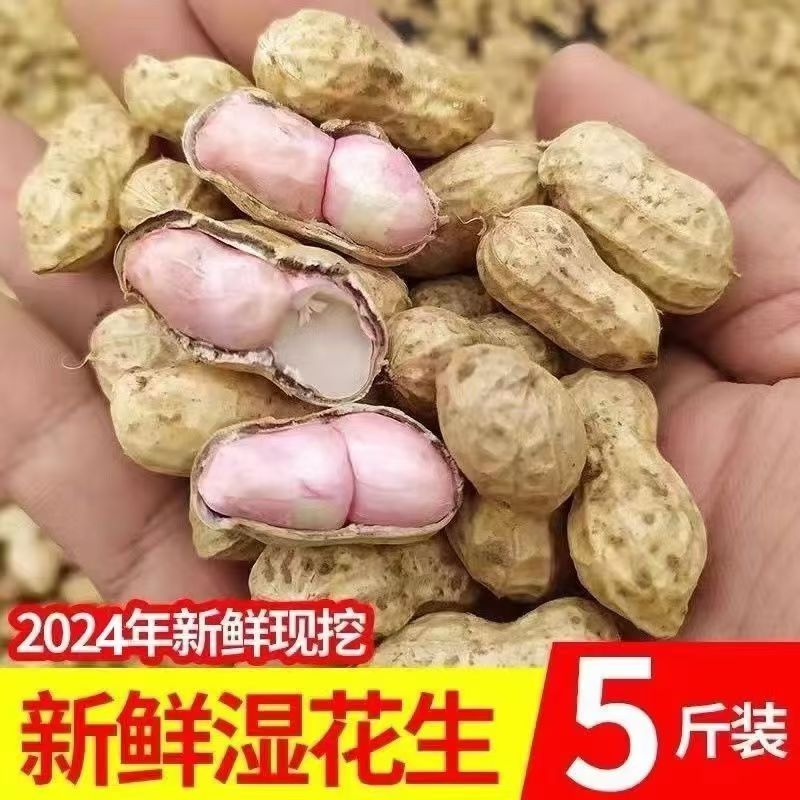 26年新鲜湿花生农家自种带壳生花生原味粉皮带泥鲜花生现货可煮