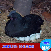 五黑绿壳蛋乌鸡乌骨青皮蛋高产五黑鸡蛋五黑一绿壳蛋纯种五黑