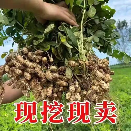 2026新鲜湿花生农家自种现挖现发可水煮花生带壳鲜花生粉皮花生