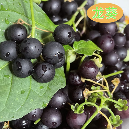 龙葵黑豆豆灯笼草小果果地泡子飞天龙天茄菜野辣虎天星星悠悠