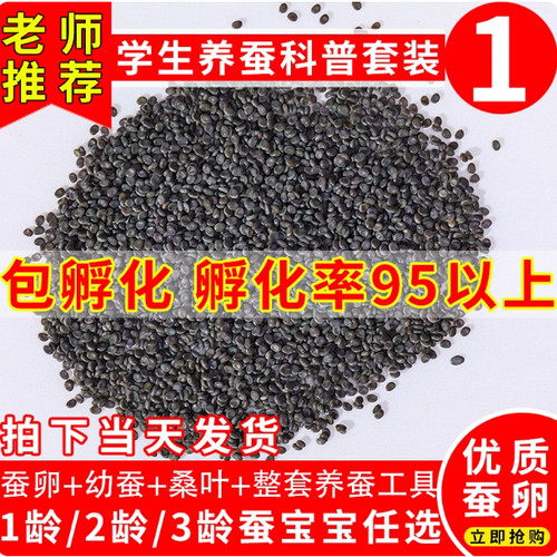 蚕宝宝蚕卵天然结彩茧学生养蚕彩色卵蚕籽蚕子吃桑叶白色蚕吐彩丝