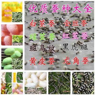 蚕宝宝卵蚕卵蚕籽黑虎蚕金丝蚕白茧蚕种大全彩茧蚕红茧绿茧