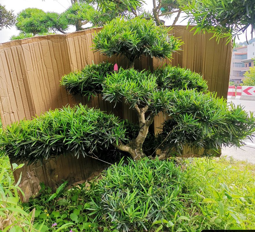 一树一拍造型罗汉松盆景树苗盆栽室外绿植好养阳台庭院植物实拍