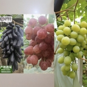 包邮 多汁爽口顺丰快递 更具性价比 蓝宝石中国红玫瑰阳光十三混装