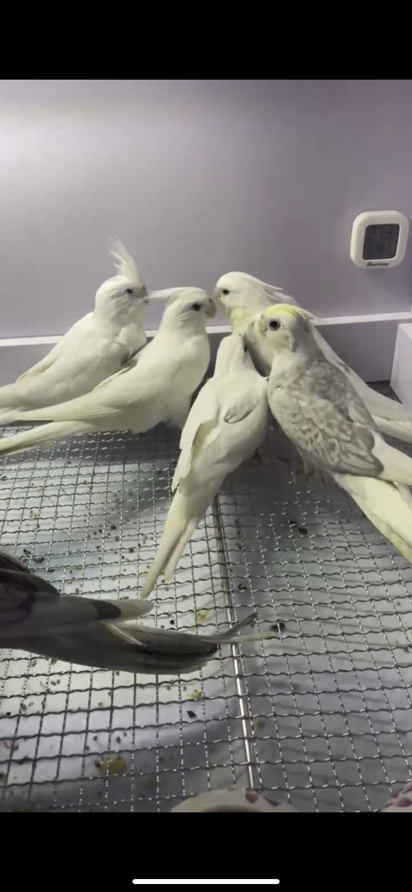 手养玄凤,派特超高趴,百趴,金冠,古铜玄凤鹦鹉