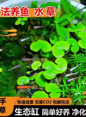 古法造景水草植物套餐绿菊蜈蚣浮萍耐活水上绿植坨草生态鱼缸造景