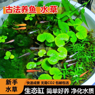古法造景水草植物套餐绿菊蜈蚣浮萍耐活水上绿植坨草生态鱼缸造景