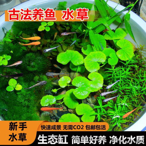 古法养鱼水草原生态造景好养耐活