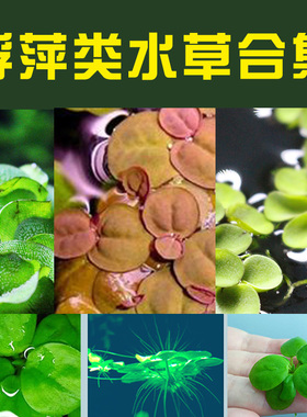 浮萍水草圆心浮萍肚兜红毛丹古法水草芝麻水芙蓉小槐叶蜈蚣金鱼草