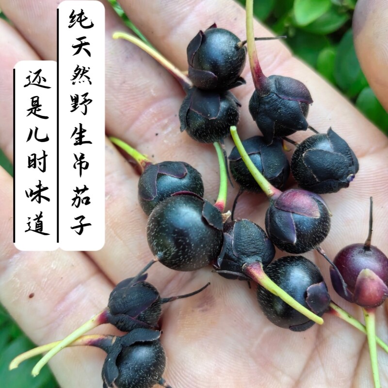 江西野生新鲜吊茄子现摘现发黑算盘果野蓝莓山黑仔成熟即食