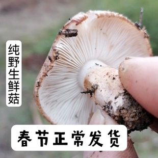 江西野生新鲜蘑菇大全白棕口蘑石青子路基菇南风菇鲜菇冻菇松菇