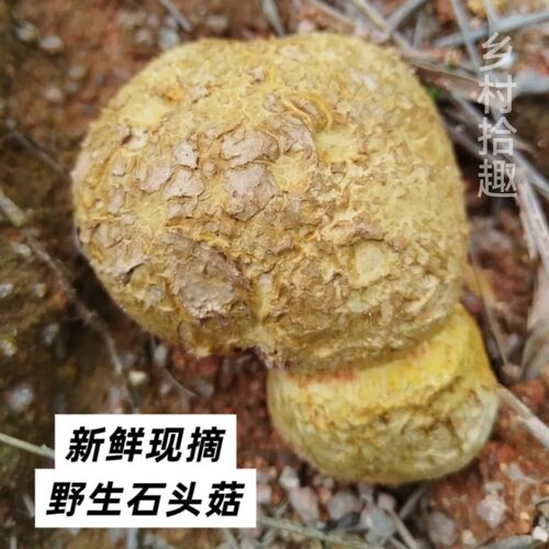 新鲜现摘野生马脖菇石头菇马粪包食用当季菌菇江西马屁泡
