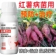 红薯杀菌剂红薯病害药地瓜病全治全杀专治灰斑病根腐病茎腐病白粉