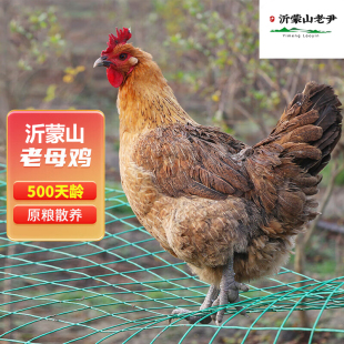正宗土鸡农家散养2年老母鸡蒙山草鸡自养活鸡现杀月子鸡笨鸡乌鸡